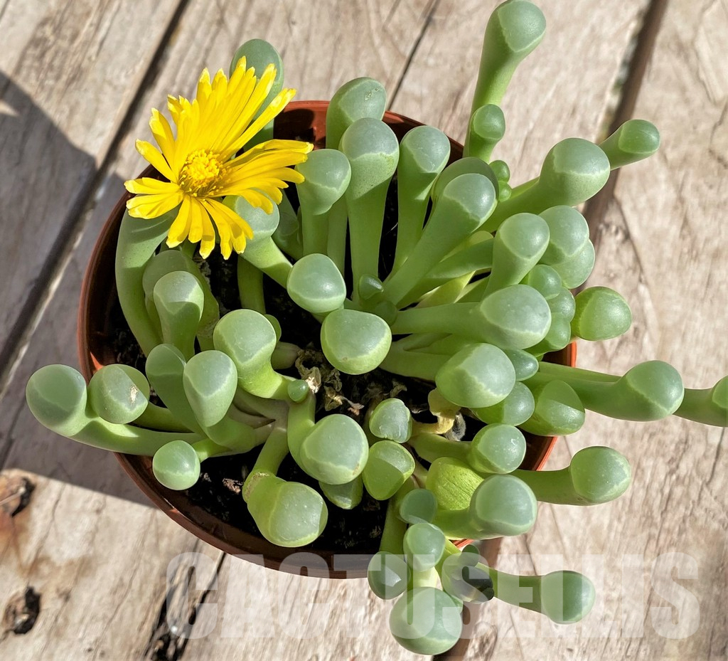 SL26075 Fenestraria aurantiaca - Obrázek 3