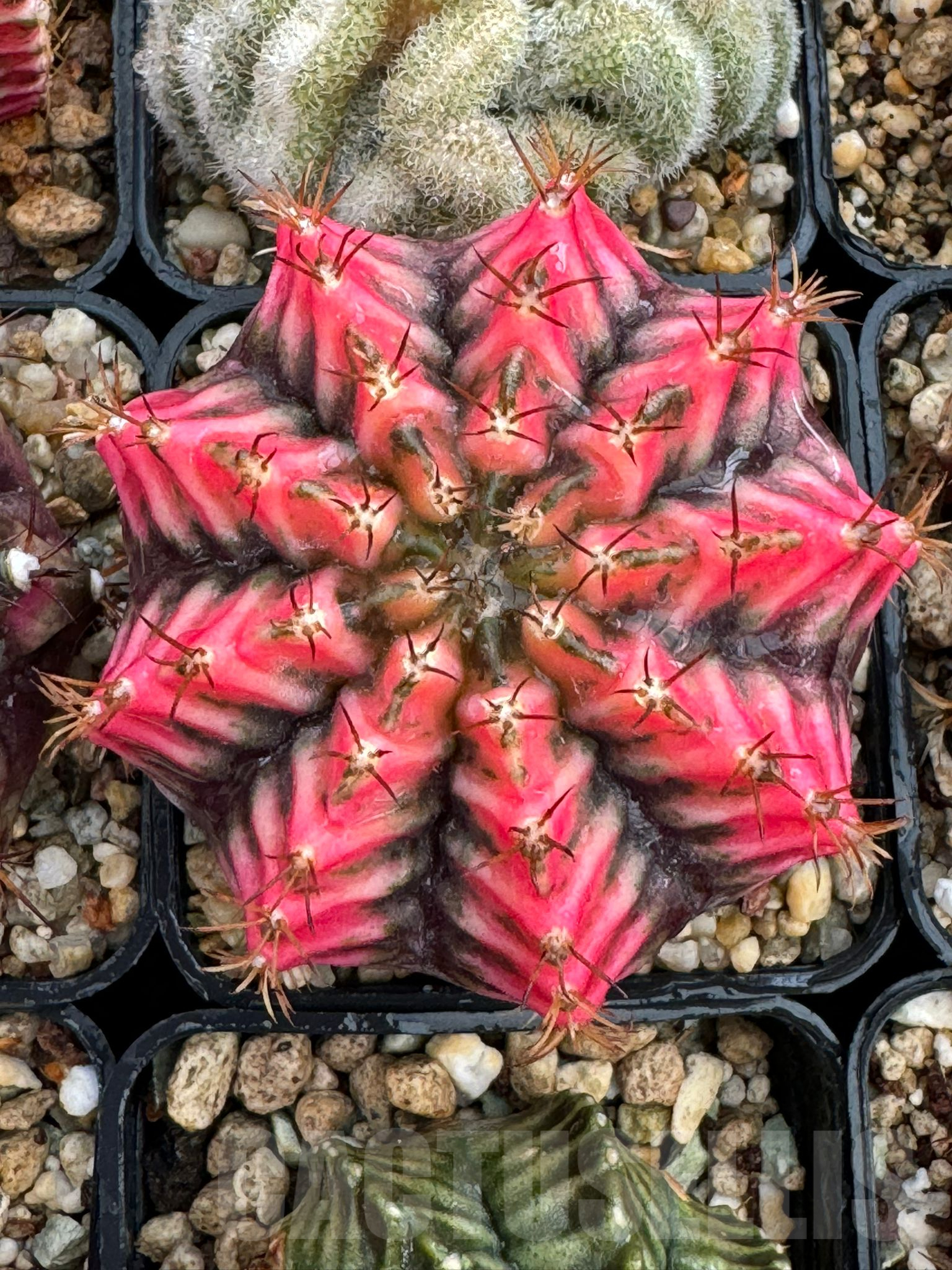 How to re-root the cactus plants – Cactus-online