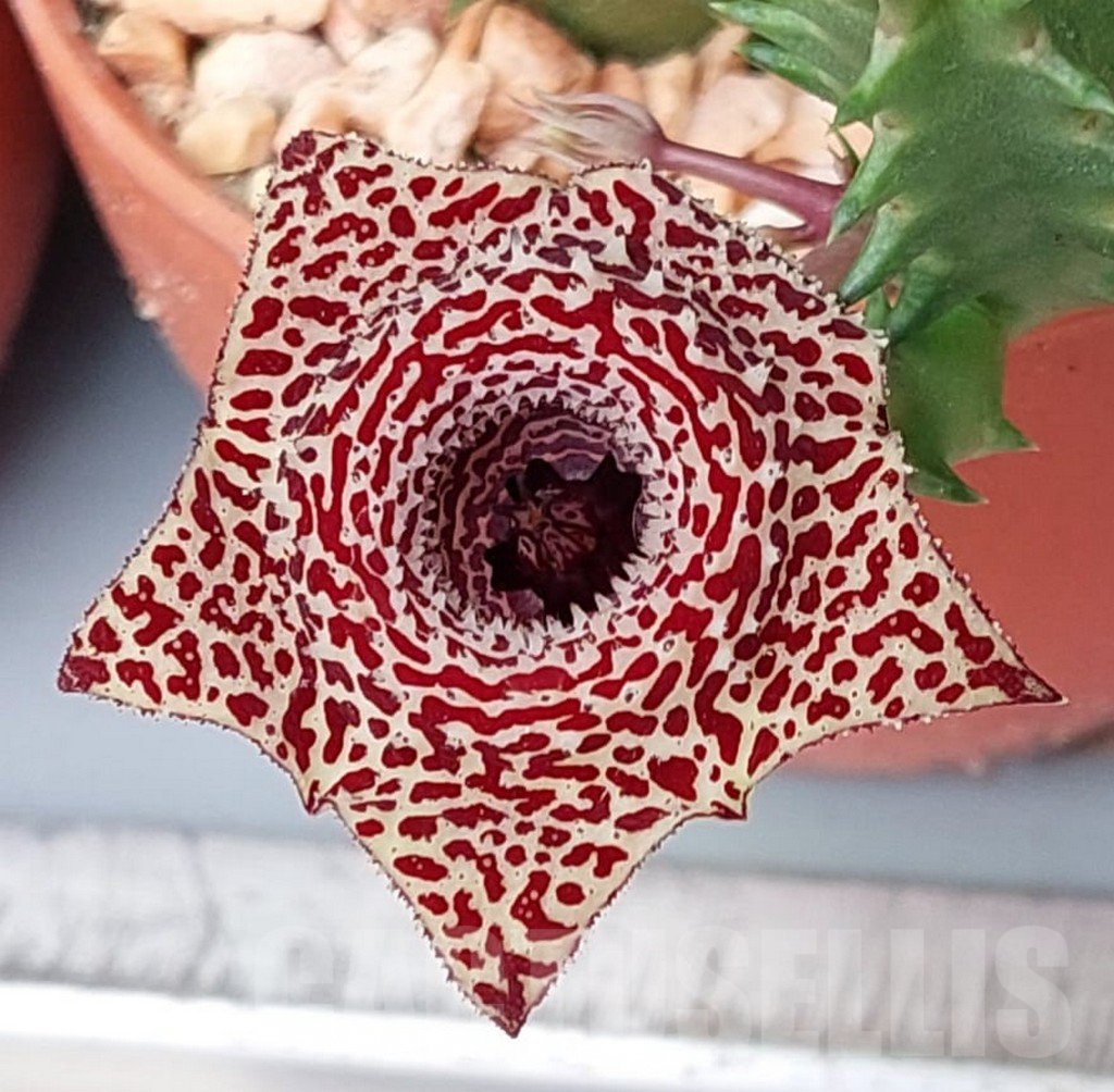 SHPR32993 Huernia hystrix hybrid