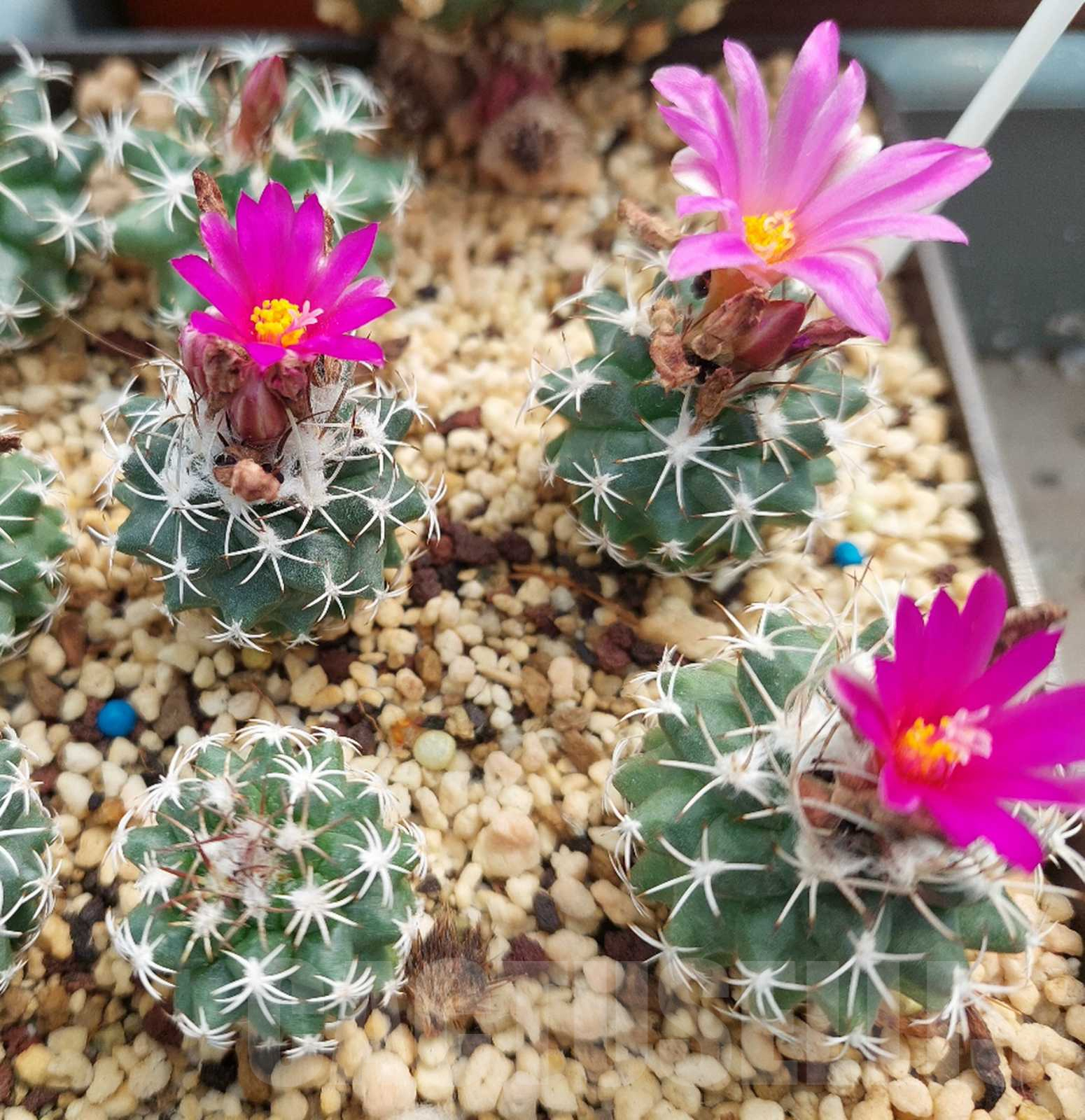 LOT730 10 SEEDS Turbinicarpus nikolae 2024 - Image 3