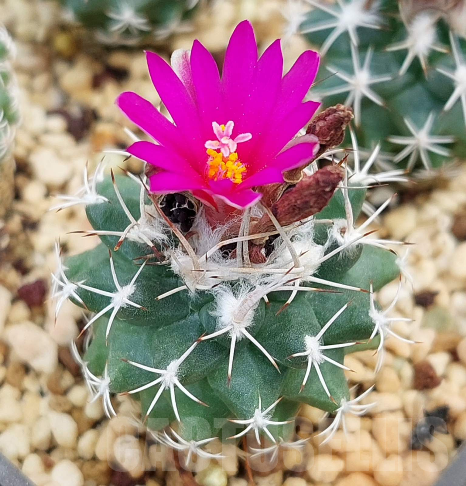 LOT730 10 SEEDS Turbinicarpus nikolae 2024 - Image 2