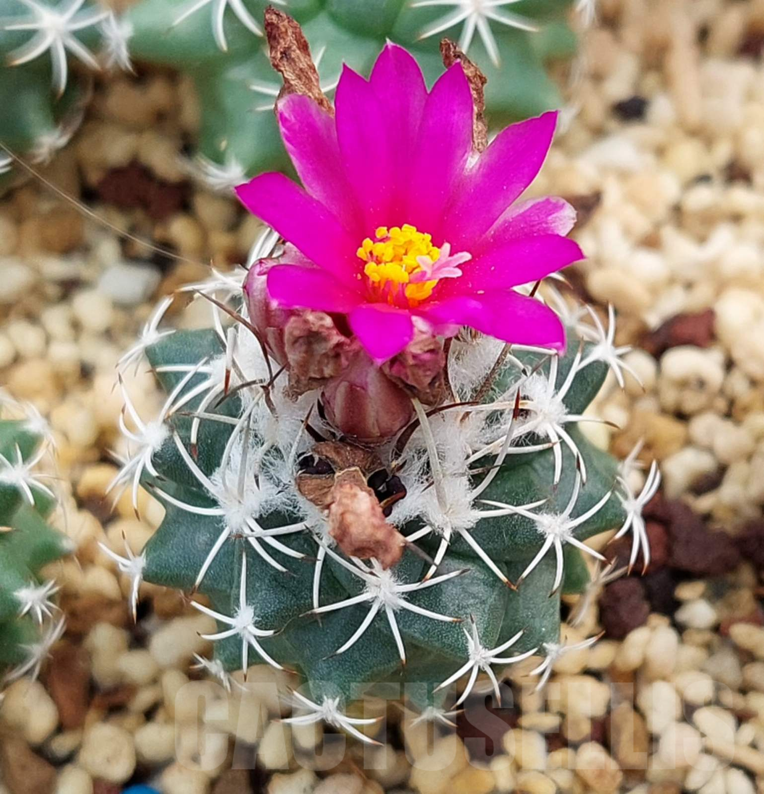 LOT730 10 SEEDS Turbinicarpus nikolae 2024