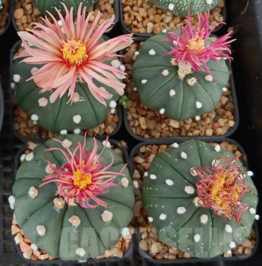 SHPR33214 Astrophytum asterias ‘Shinshowa’