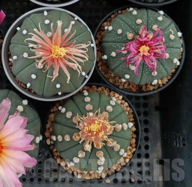 SHPR33213 Astrophytum asterias ‘Shinshowa’