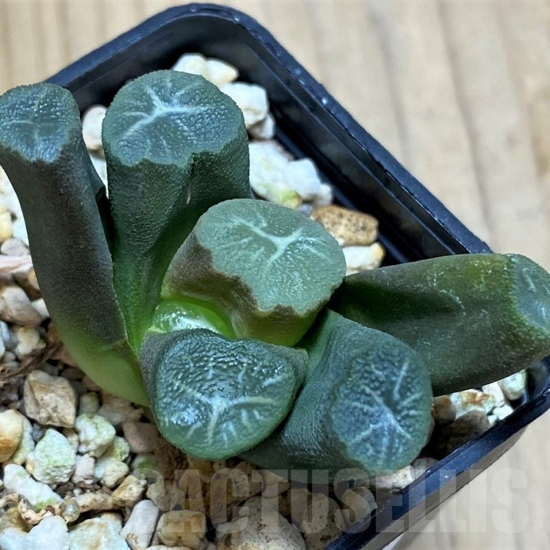 SH11624 Haworthia maughanii -Japan-