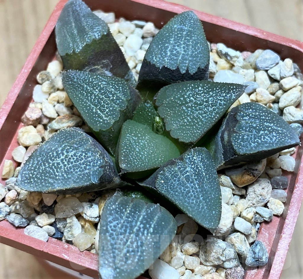 VVG11629 Haworthia bayeri seedling - Image 2