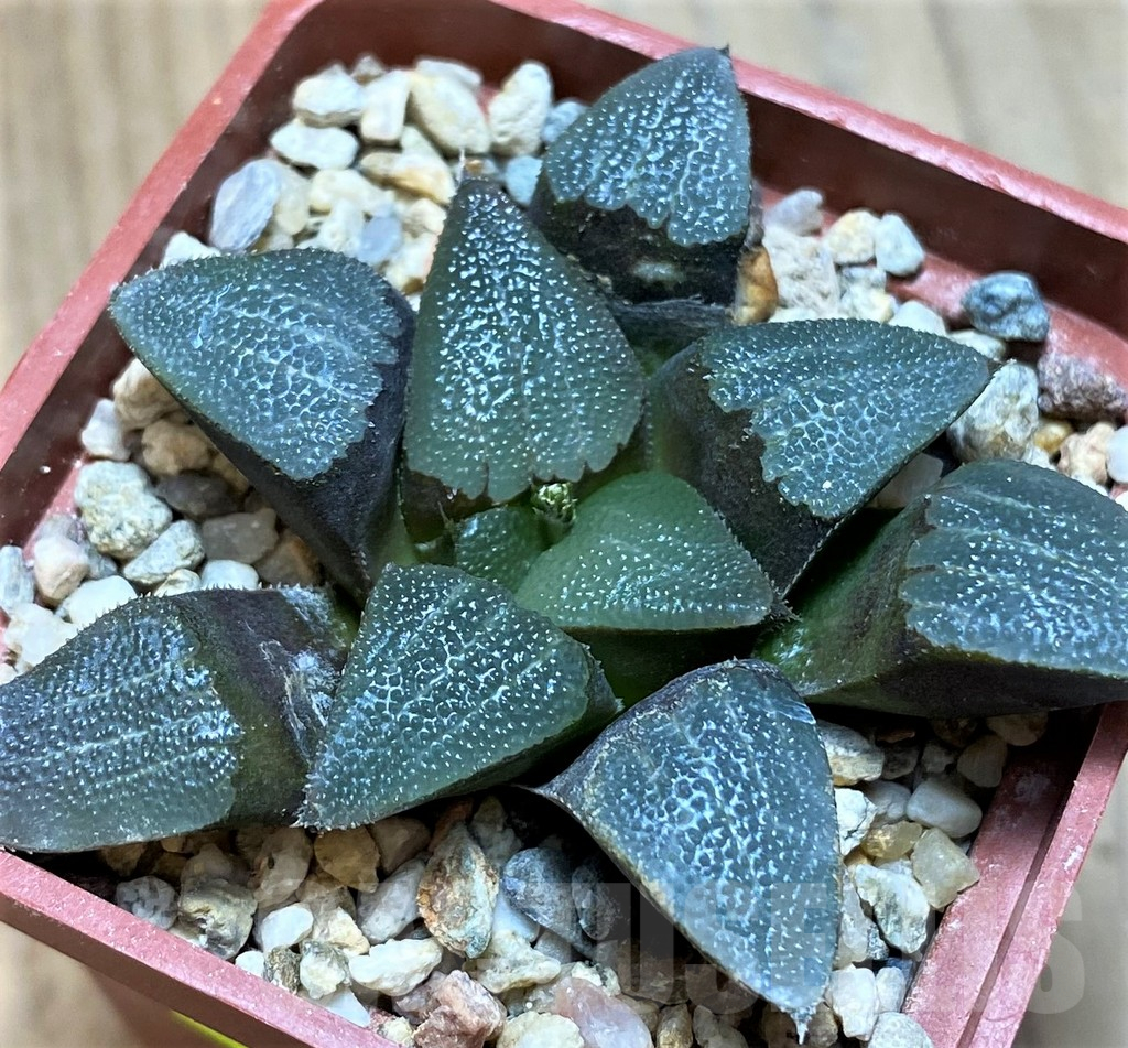 VVG11629 Haworthia bayeri seedling