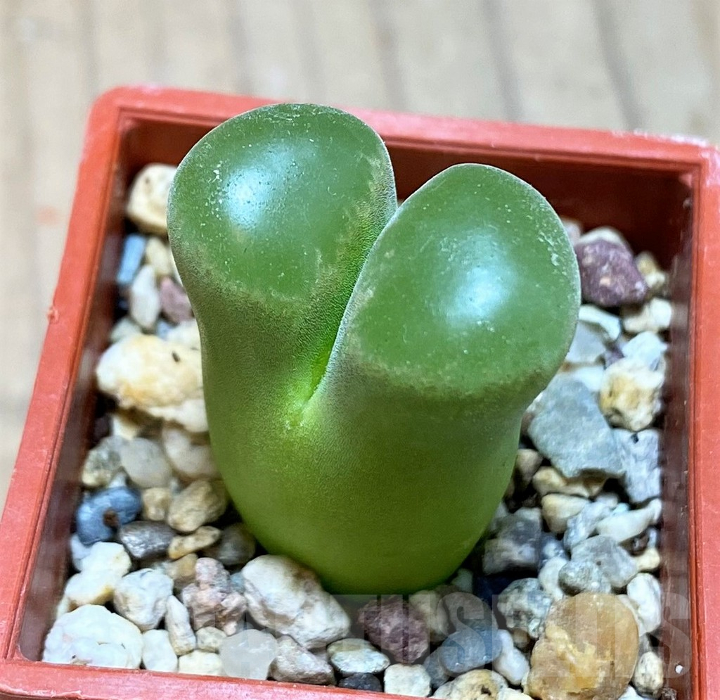 SH11927 Conophytum lydiae -Taaibosmond-