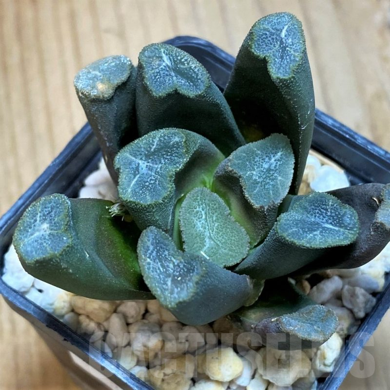 SH12013 Haworthia maughanii -Japan-