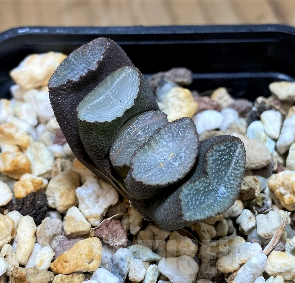 SH12014 Haworthia trunata -Japan-