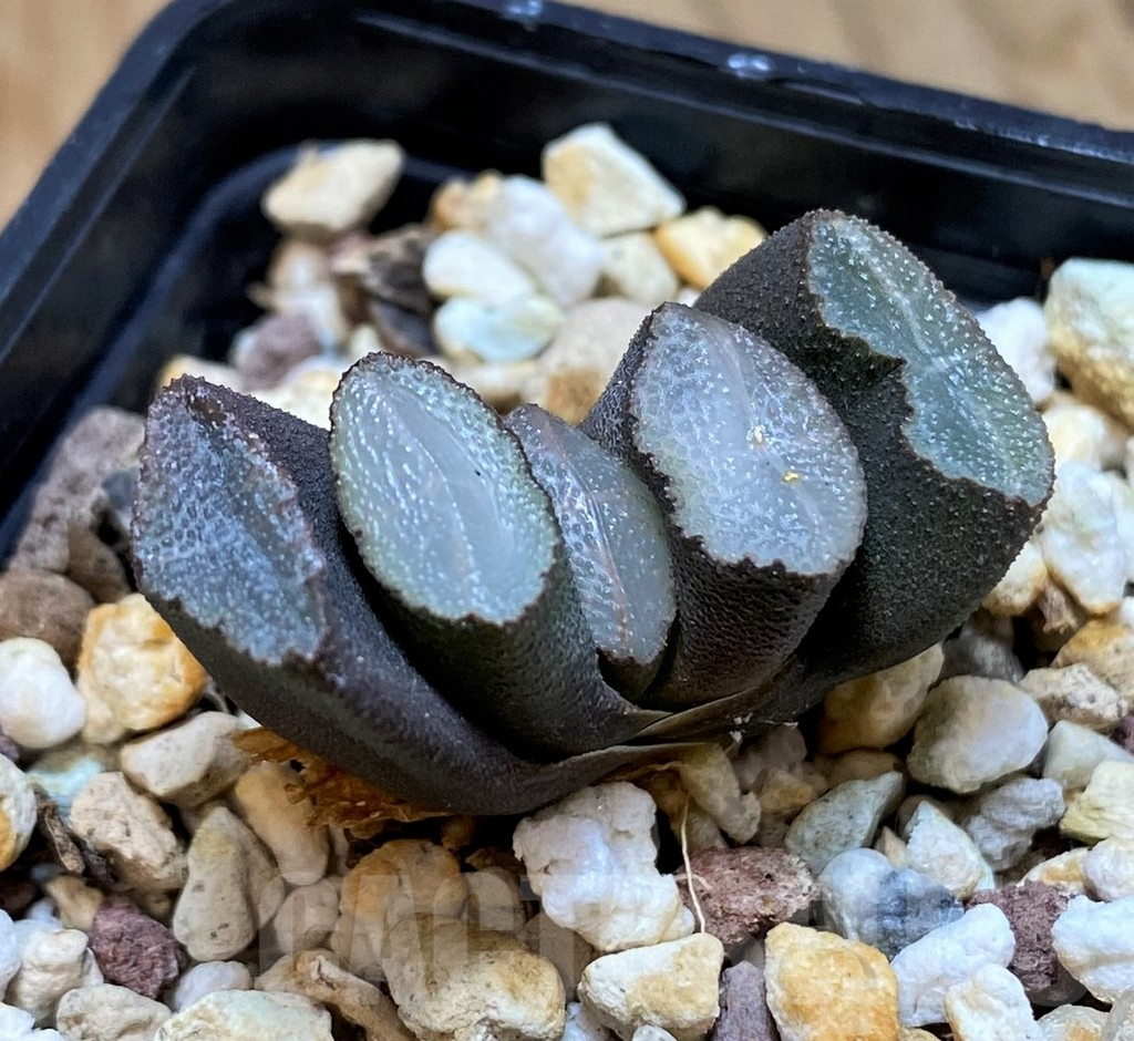 SH12014 Haworthia trunata -Japan- - Image 2