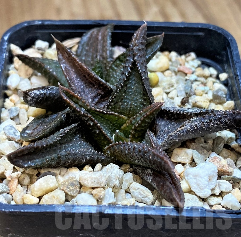 SH12015 Haworthia koelmaniorum hybrid - immagine 3