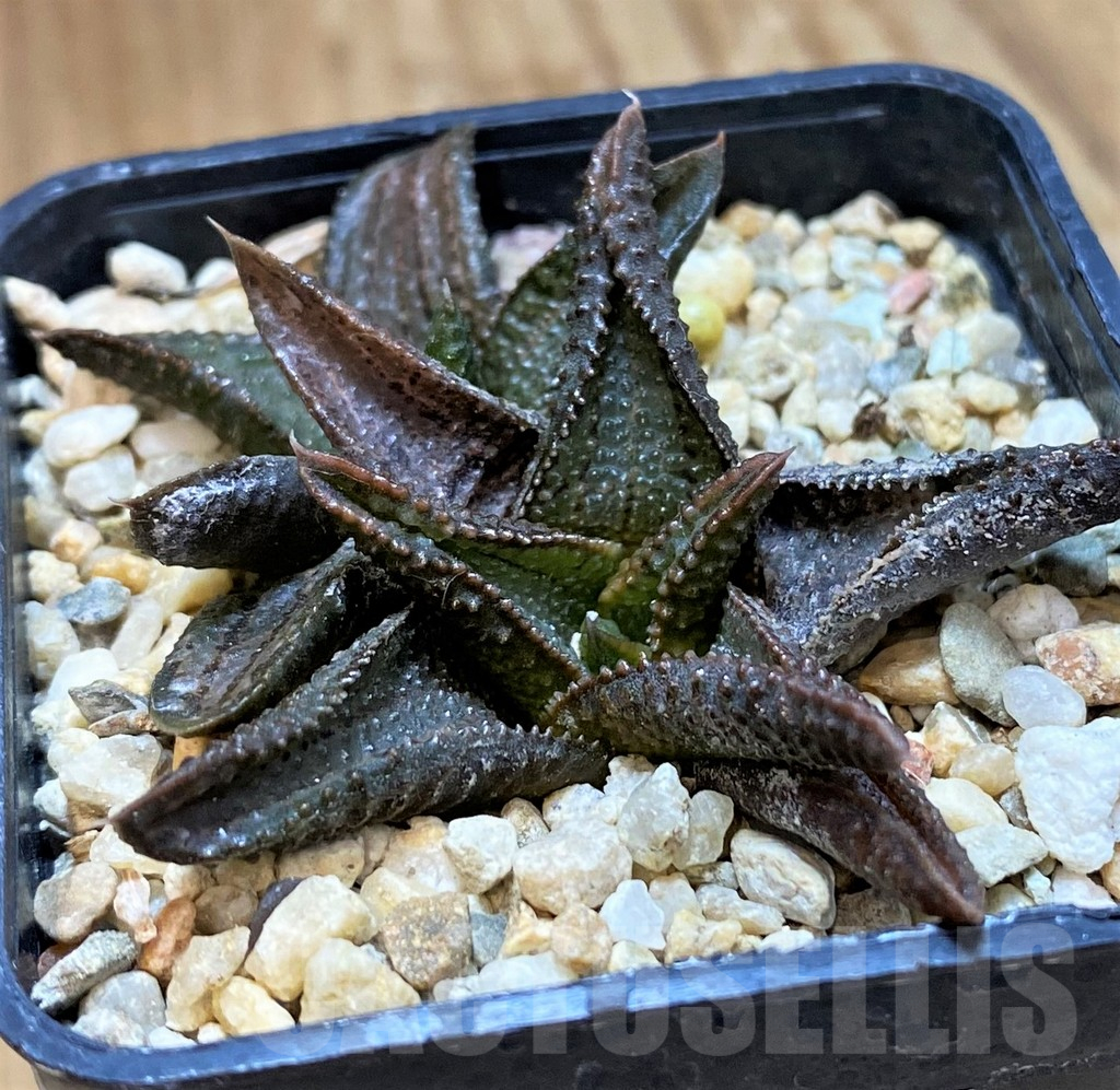 SH12015 Haworthia koelmaniorum hybrid