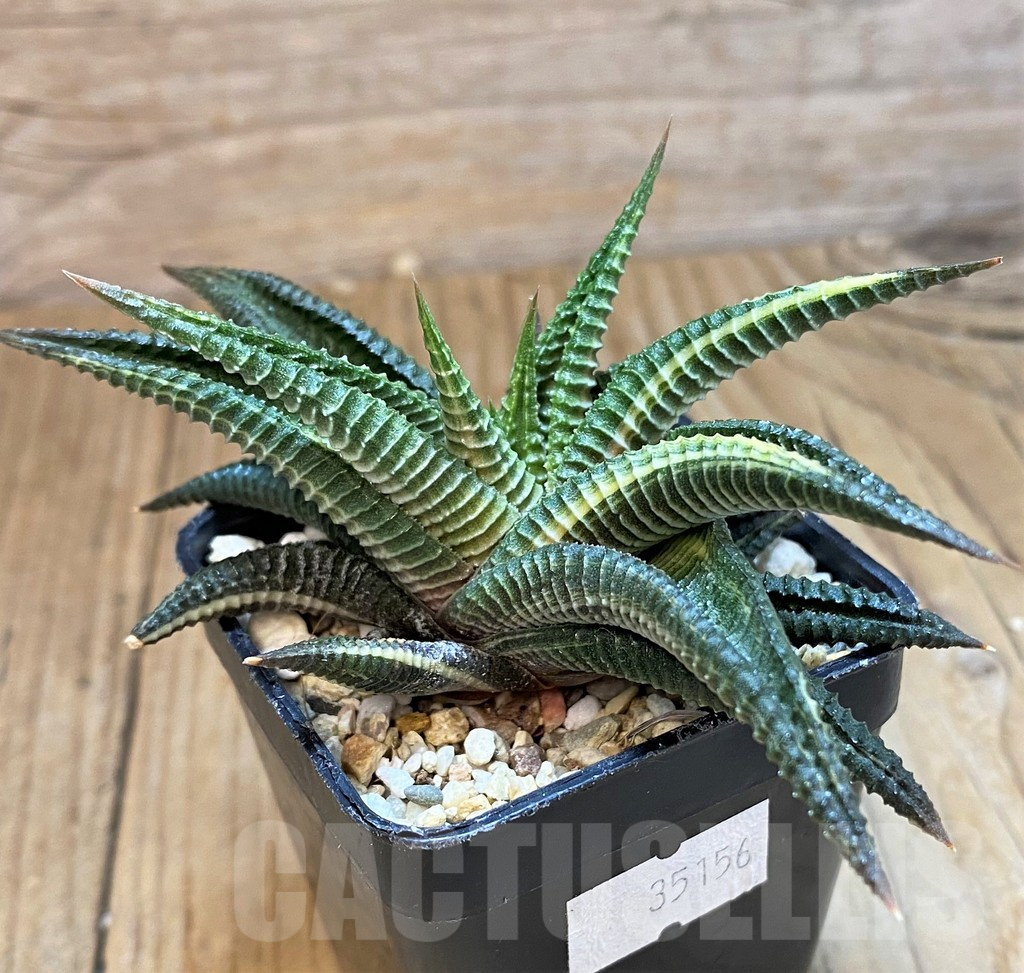 SH11016 Haworthia limifolia f. variegata