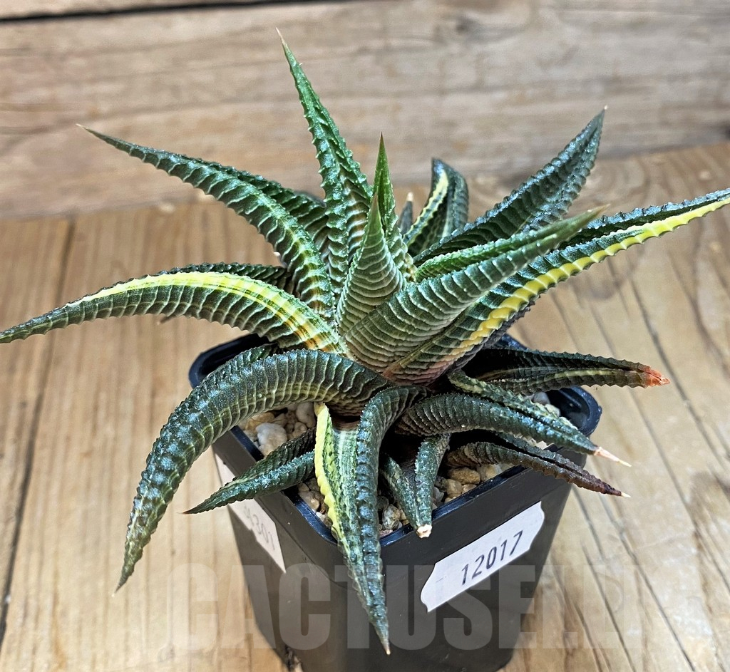 SH11017 Haworthia limifolia f. variegata - Obrázek 2