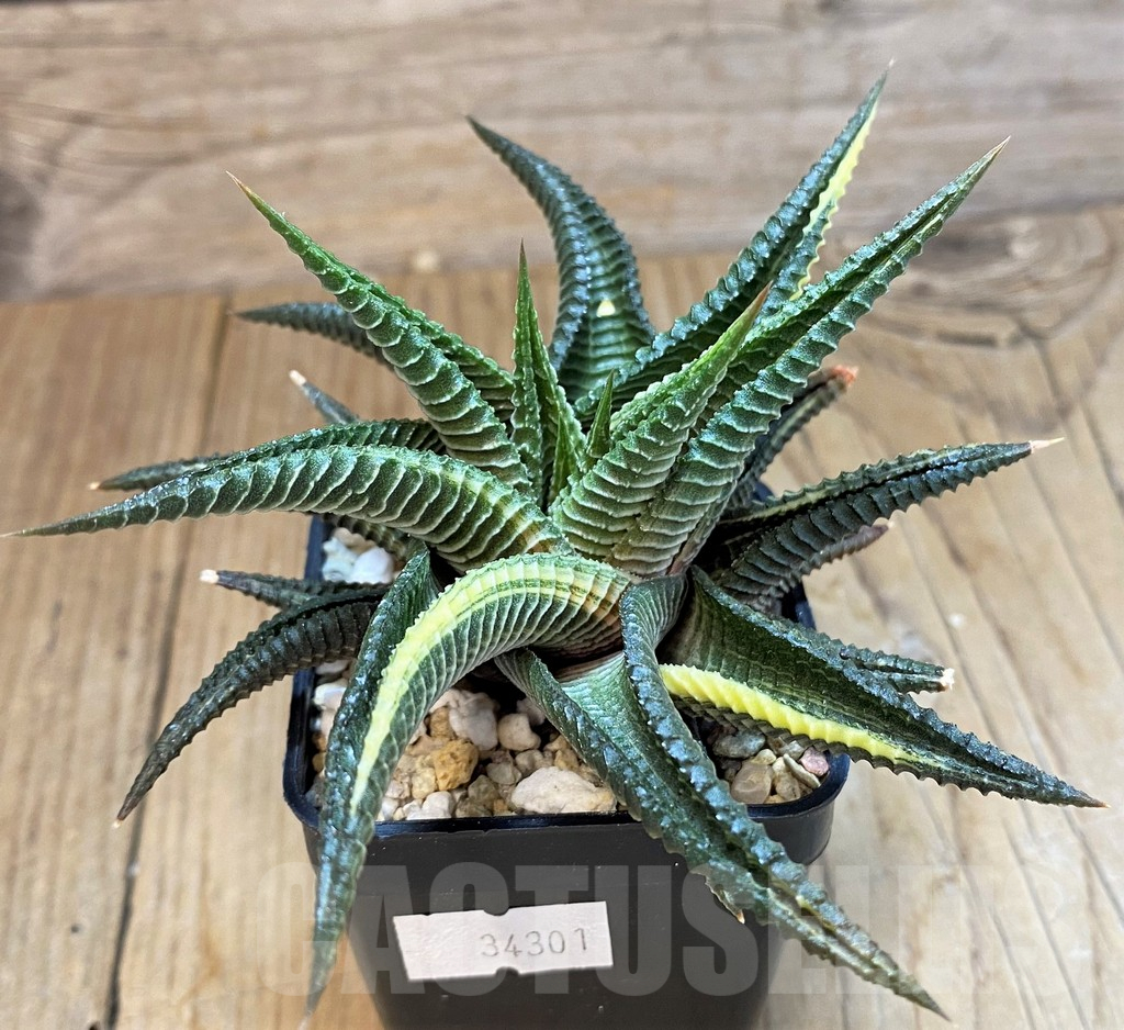 SH11017 Haworthia limifolia f. variegata