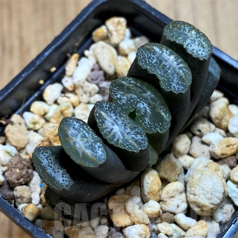 SH12021 Haworthia trunata -Japan-
