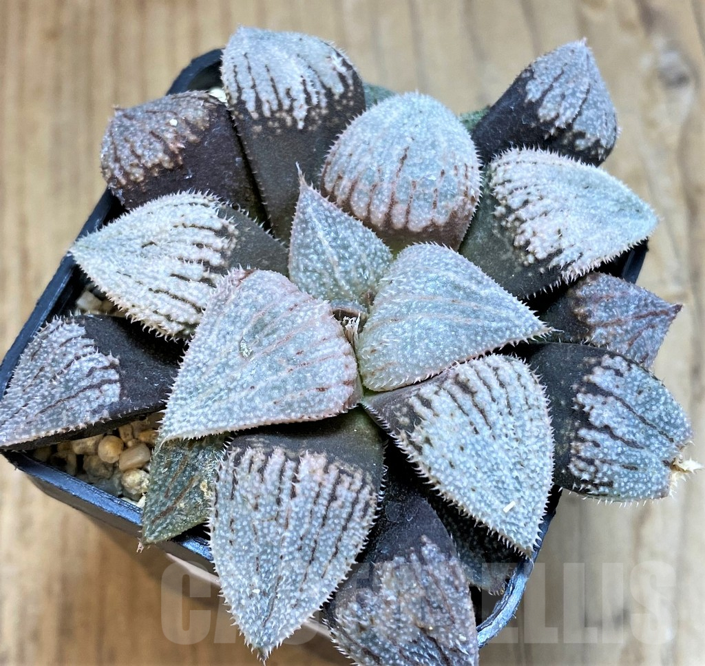 SH12025 Haworthia splendens 'Nautilus'