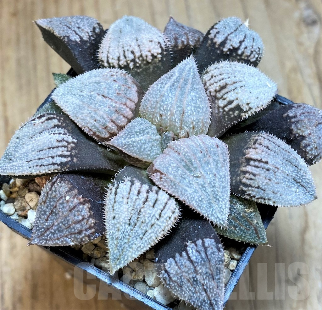 SH12025 Haworthia splendens 'Nautilus' - Image 2