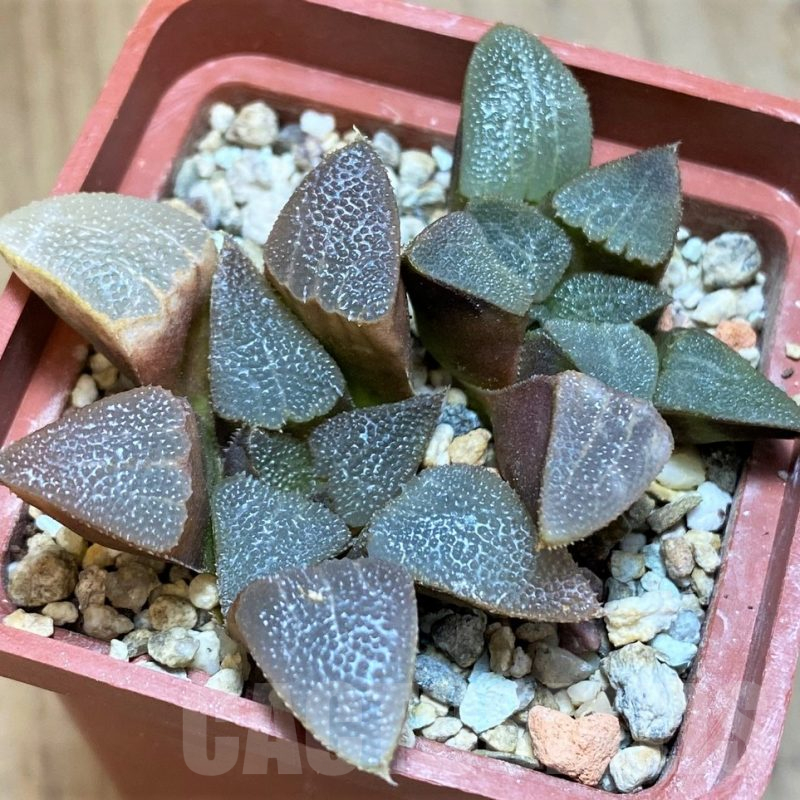 VVG12042 Haworthia bayeri 2 plants