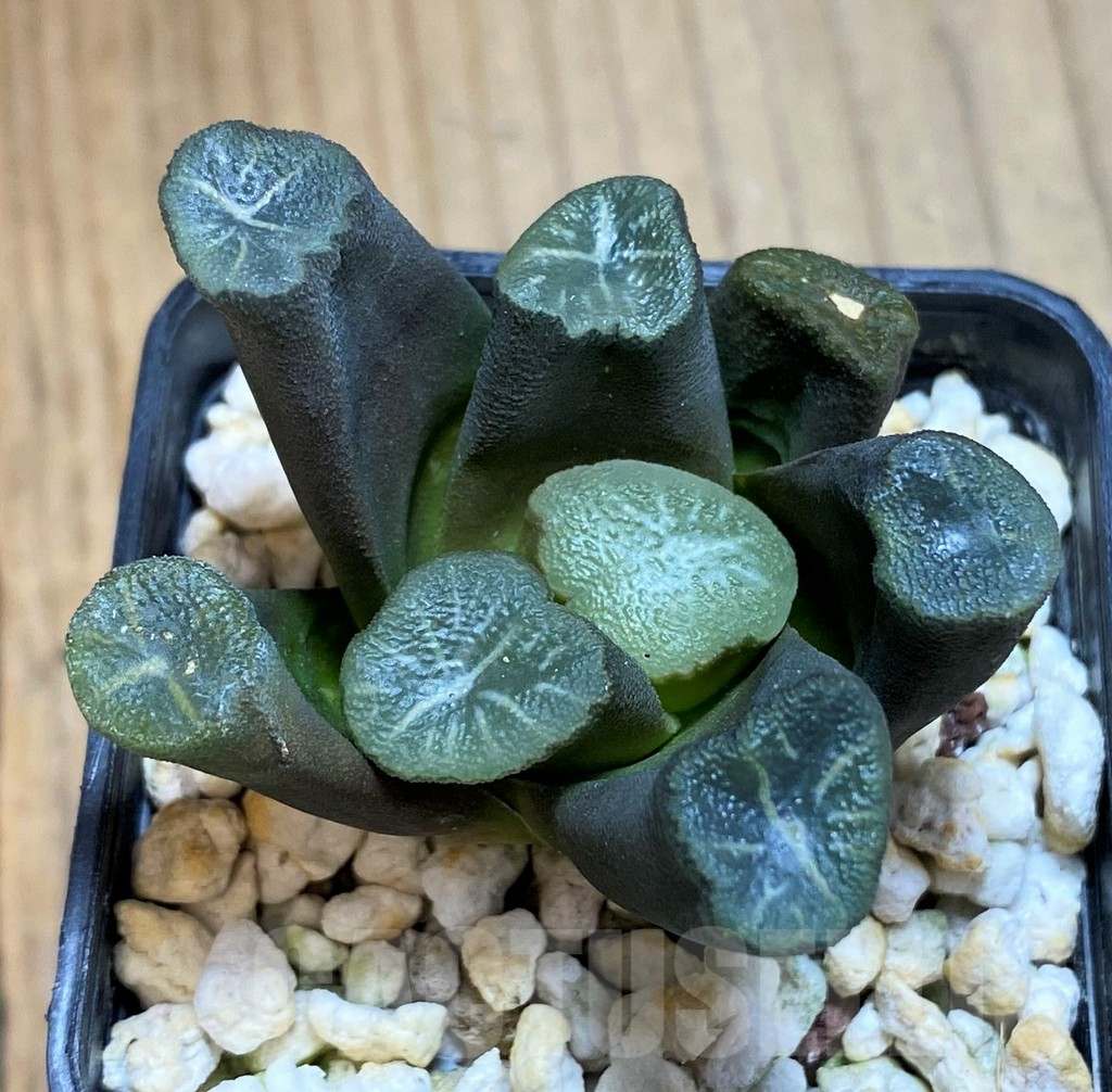 SH12009 Haworthia maughanii -Japan- - Image 2