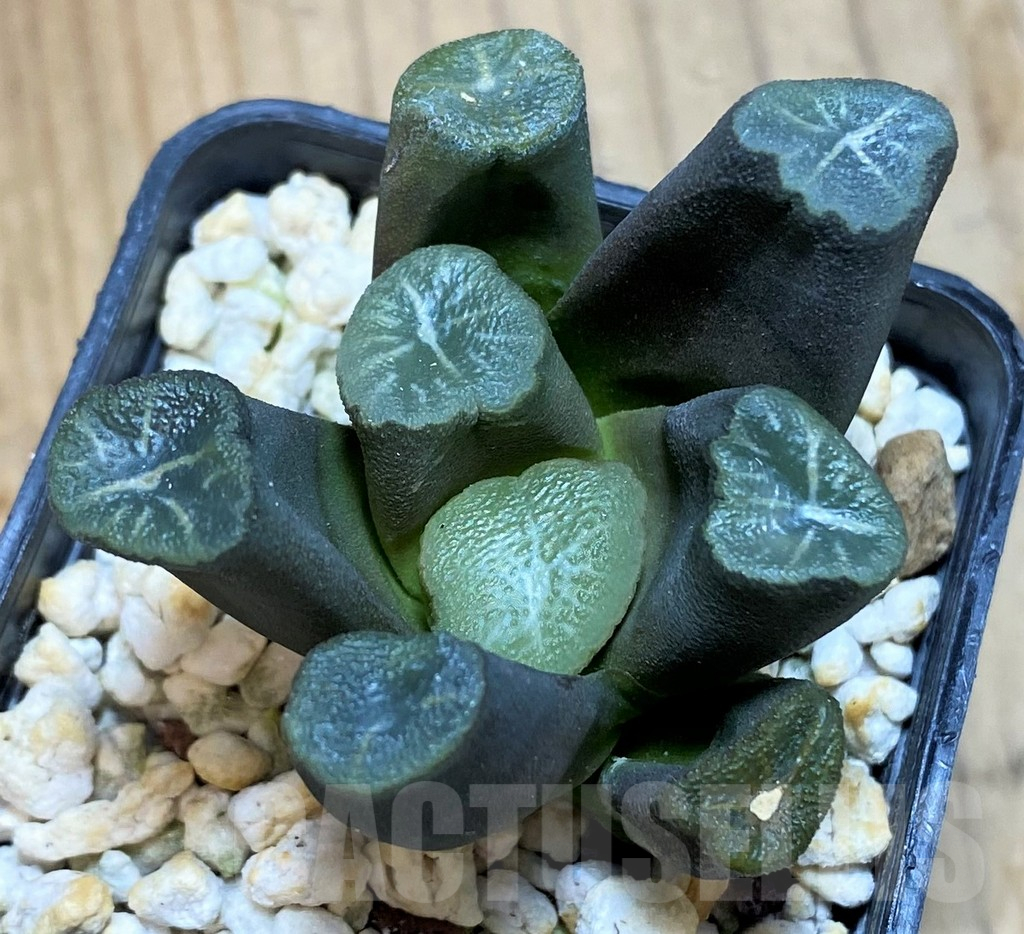 SH12009 Haworthia maughanii -Japan-