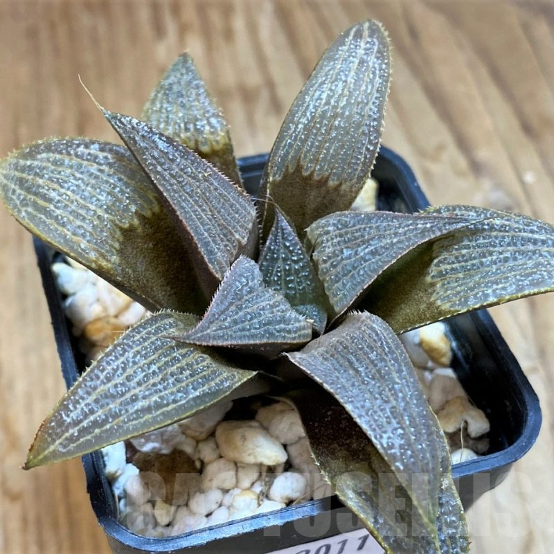 SH12011 Haworthia magnifica hybrid