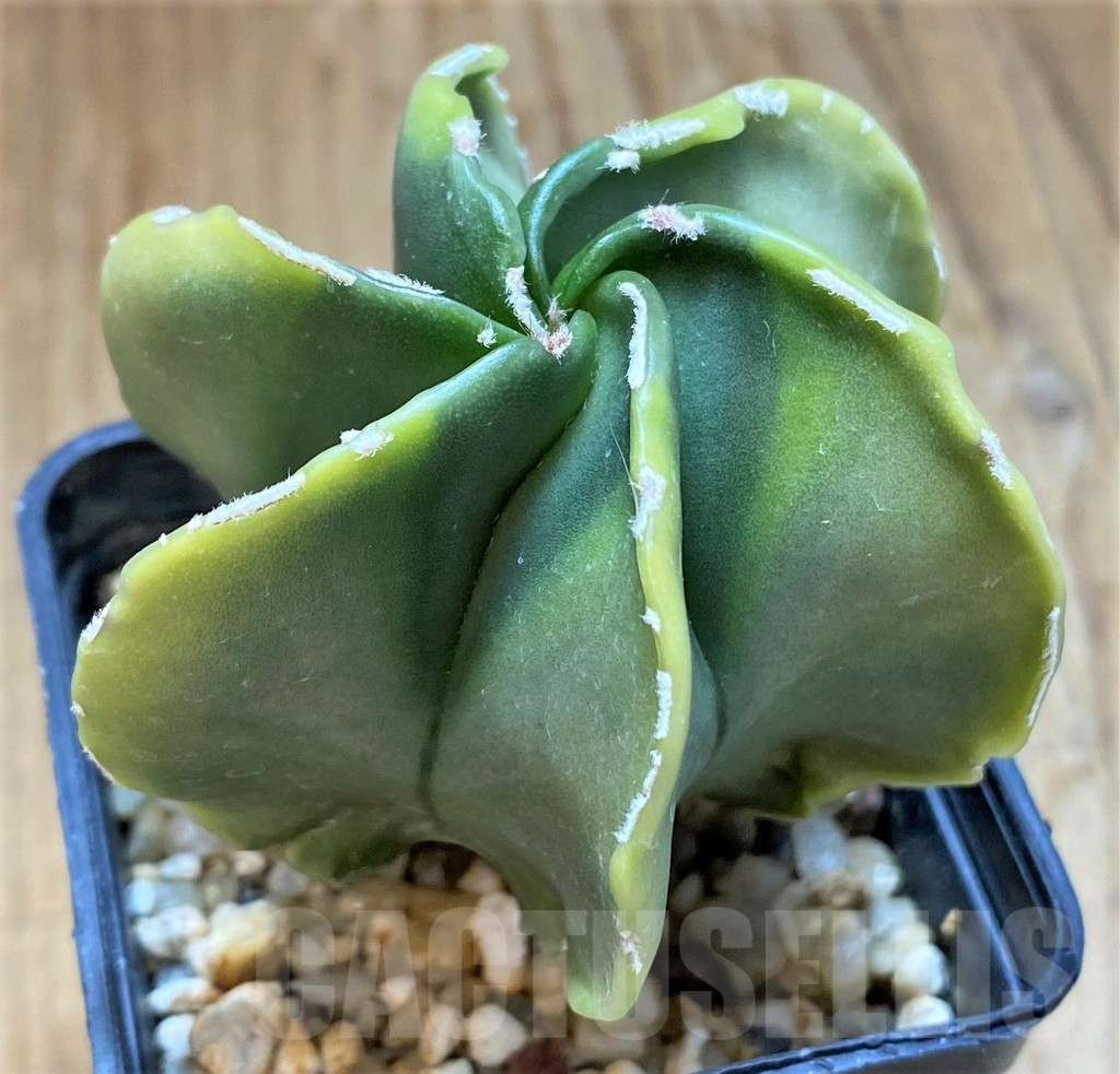 SH13404 Astrophytum myriostigma hybrid 6-ribs