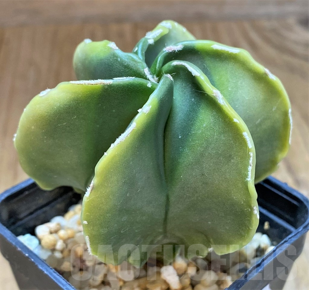 SH13404 Astrophytum myriostigma hybrid 6-ribs - Image 2