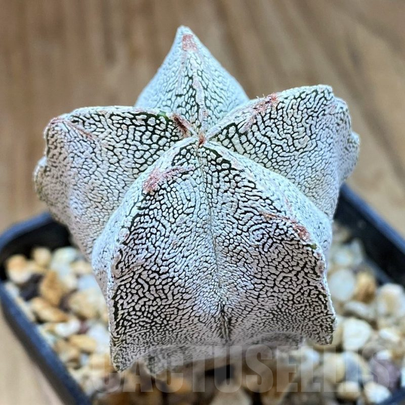 SH13406 Astrophytum myriostigma ‘Onzuka'