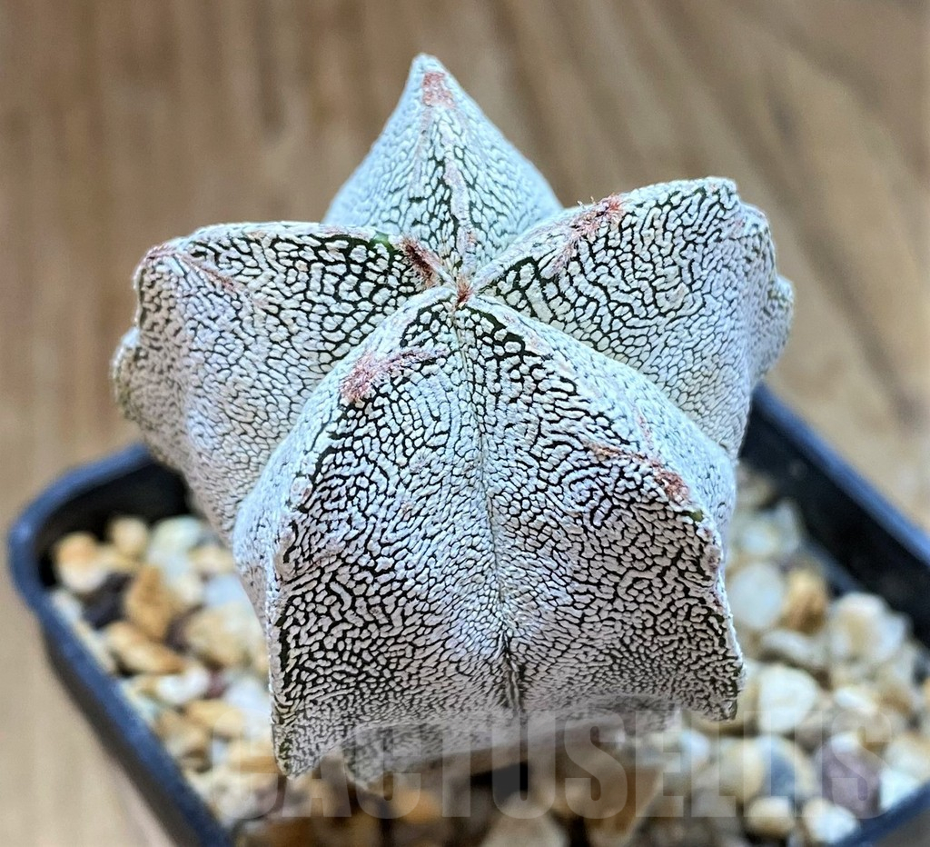 SH13406 Astrophytum myriostigma ‘Onzuka'