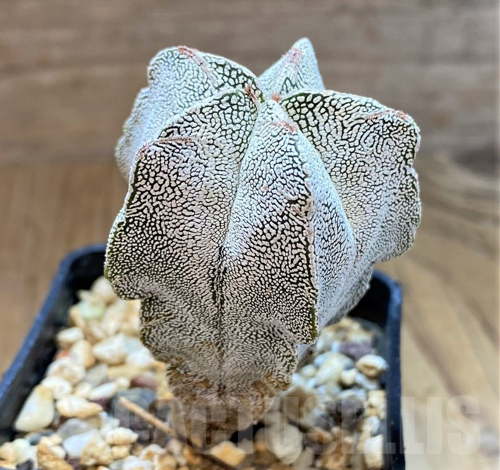 SH13406 Astrophytum myriostigma ‘Onzuka' - Image 2