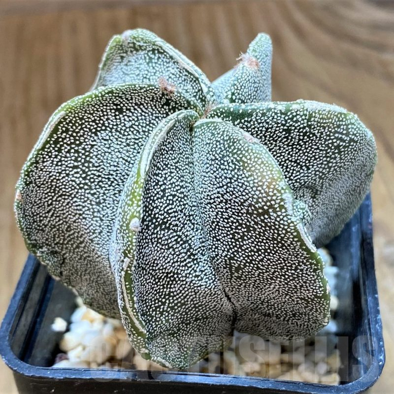 SH13408 Astrophytum myriostigma hybrid 6-ribs