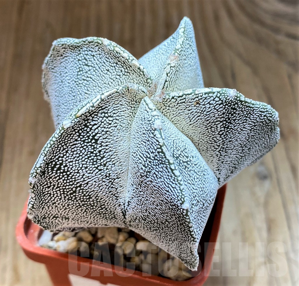 SH13415 Astrophytum myriostigma ‘Onzuka’ - Image 2