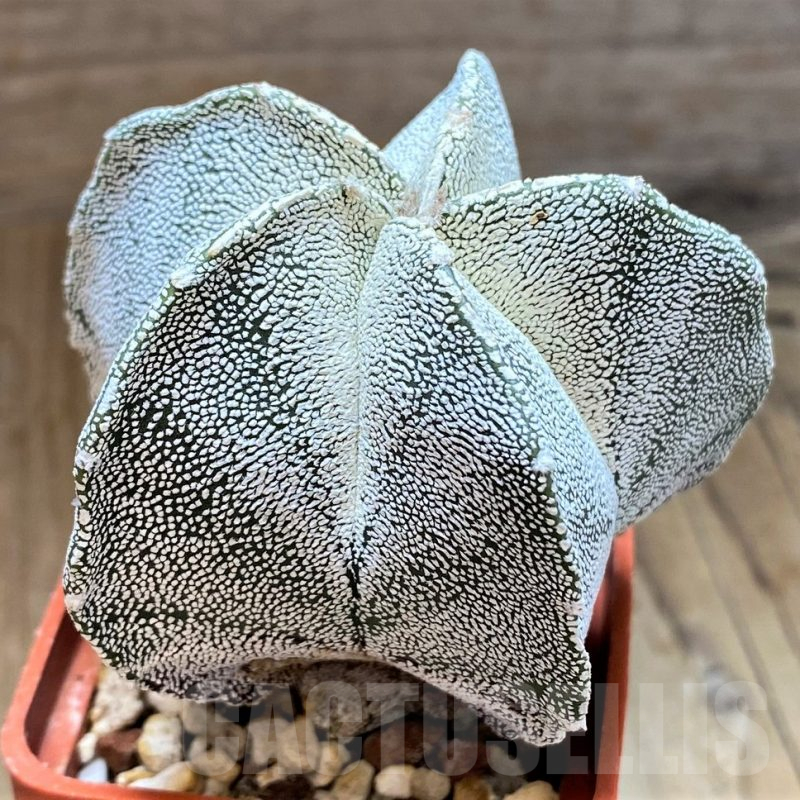 SH13415 Astrophytum myriostigma ‘Onzuka’