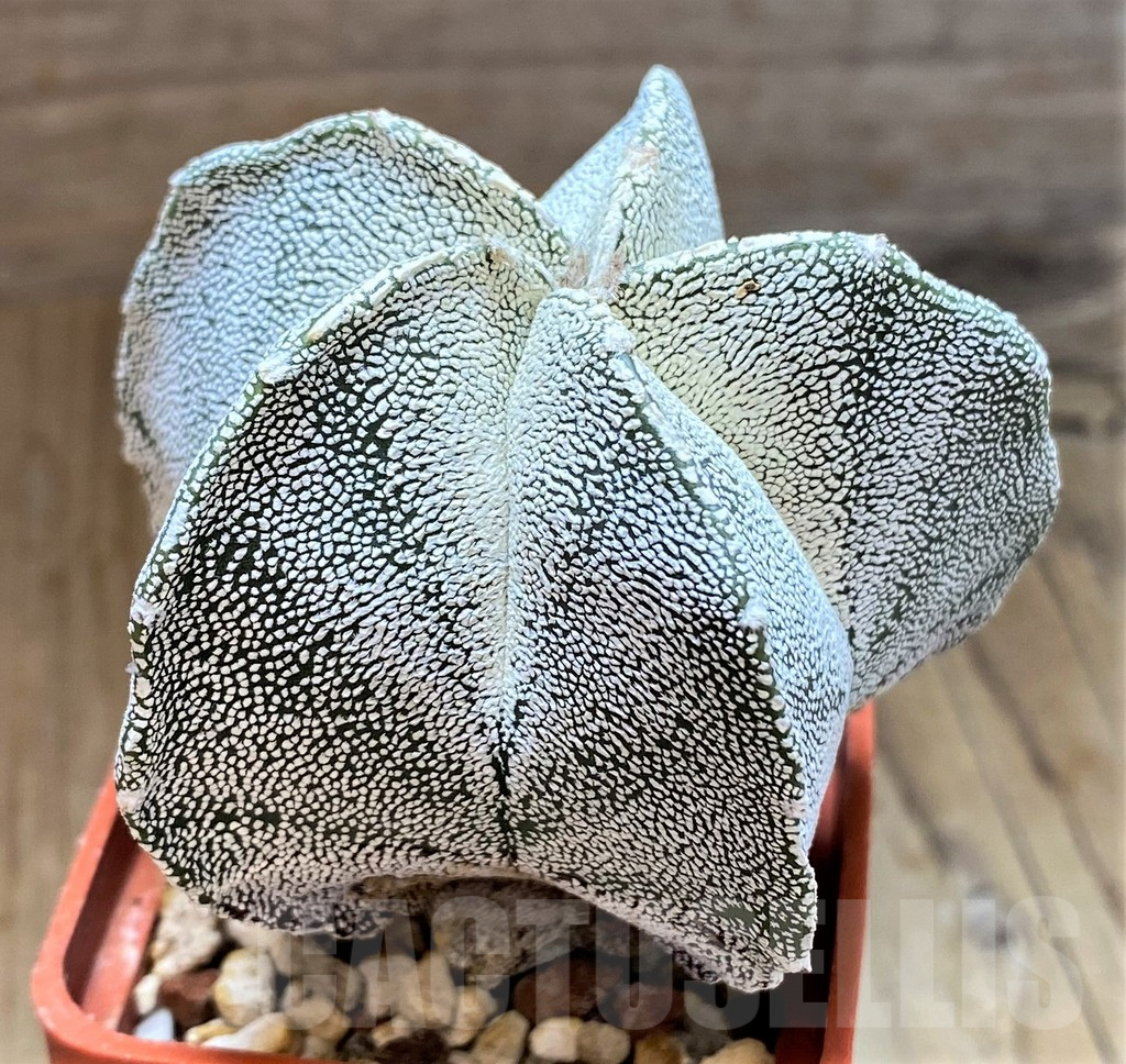 SH13415 Astrophytum myriostigma ‘Onzuka’
