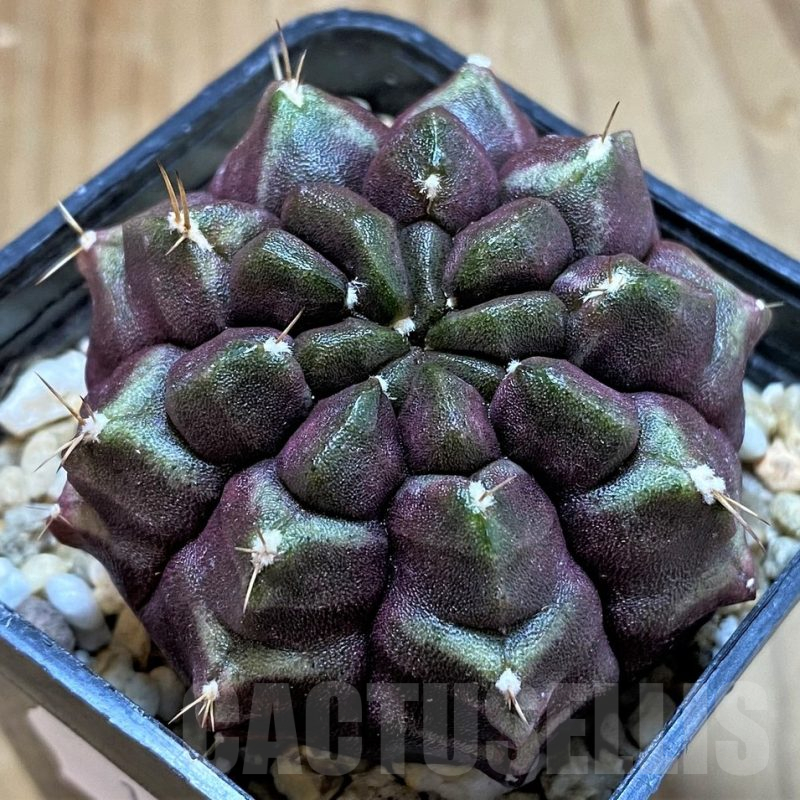 SH13417 Gymnocalycium mihanovichii 'Day Dream', seedling