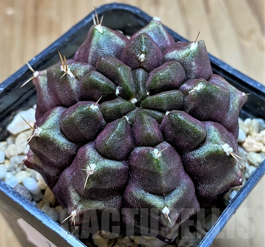 SH13417 Gymnocalycium mihanovichii 'Day Dream', seedling