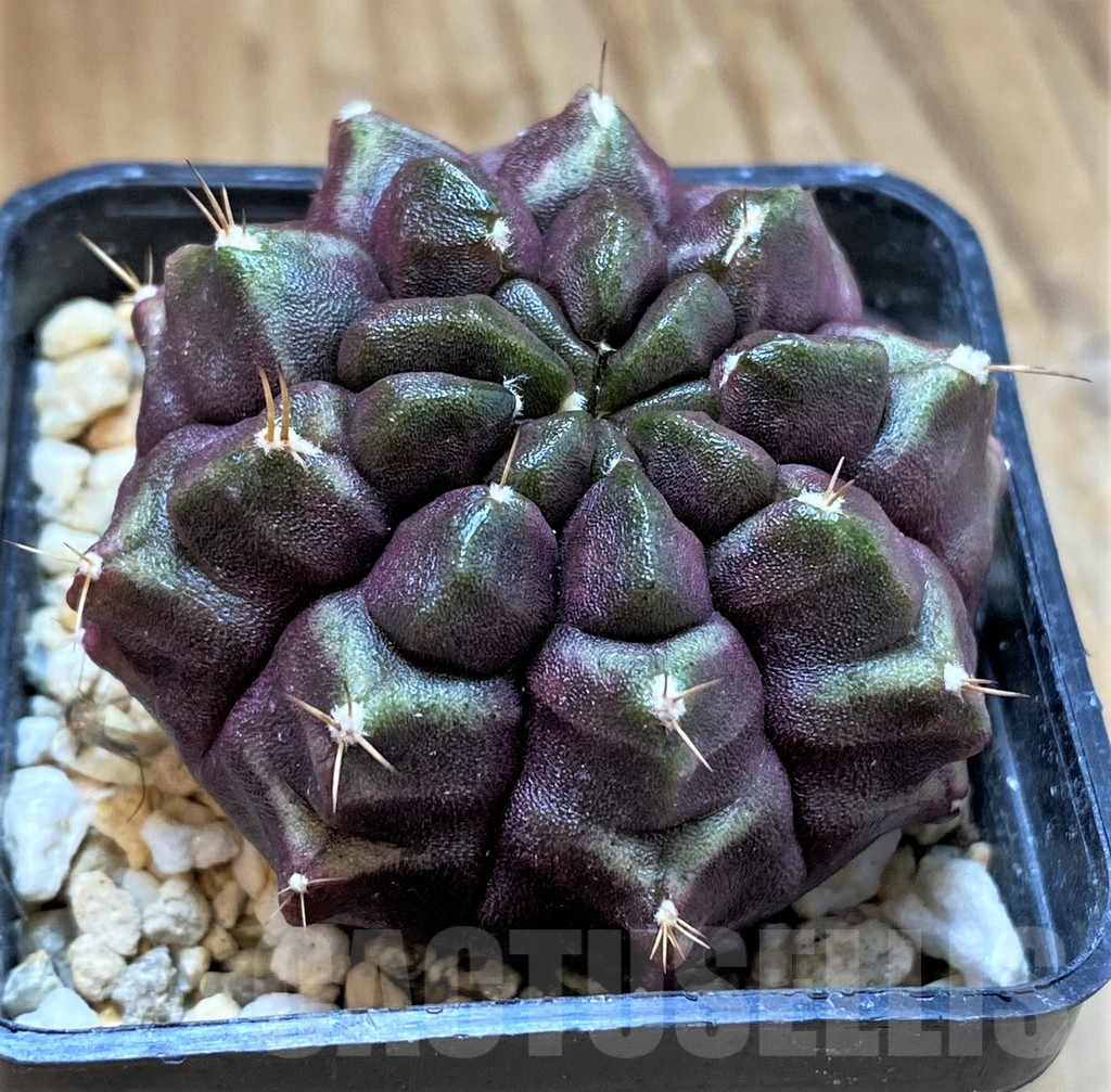 SH13417 Gymnocalycium mihanovichii 'Day Dream', seedling - Obrázek 2