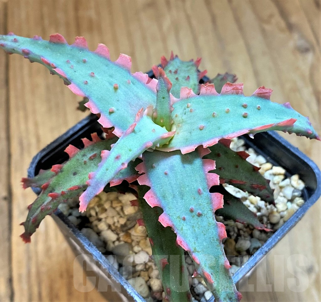 SH14226 Aloe castilloniae hybrid - Image 2