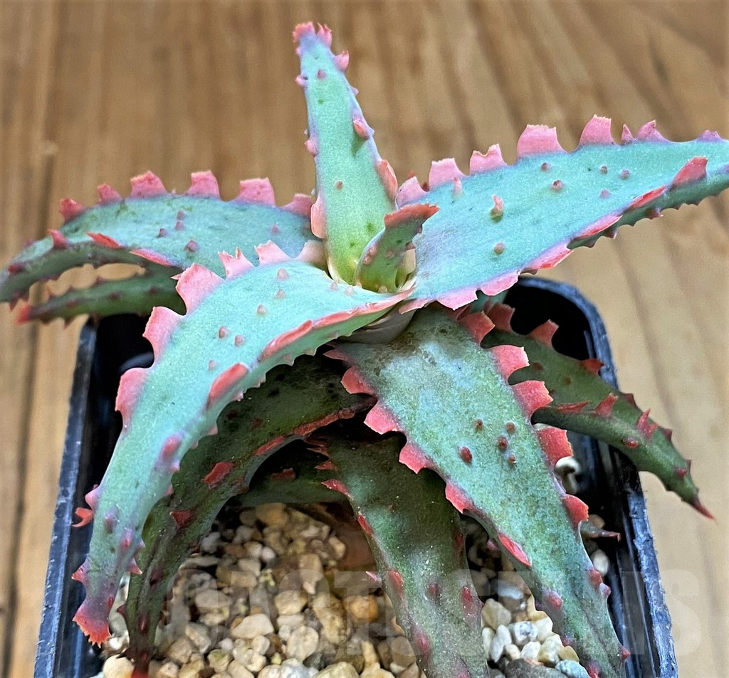 SH14226 Aloe castilloniae hybrid