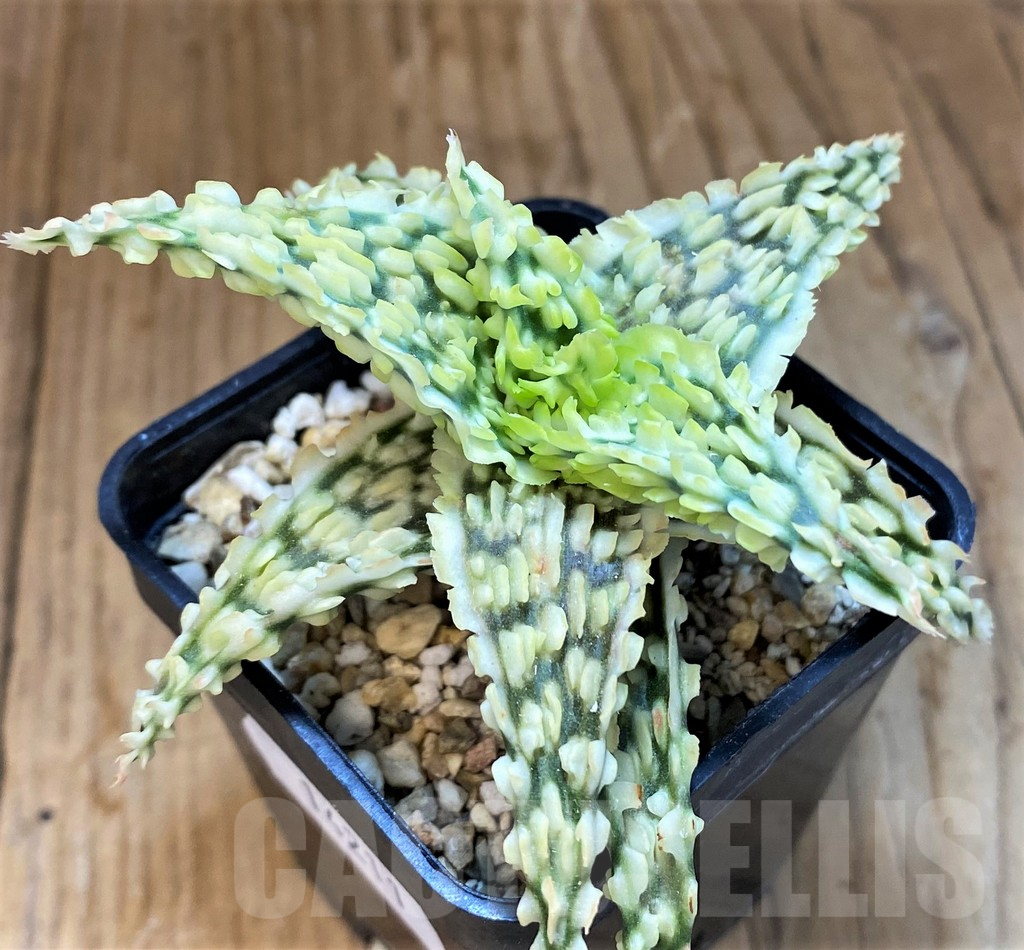 SH14211 Aloe TCT hybrid