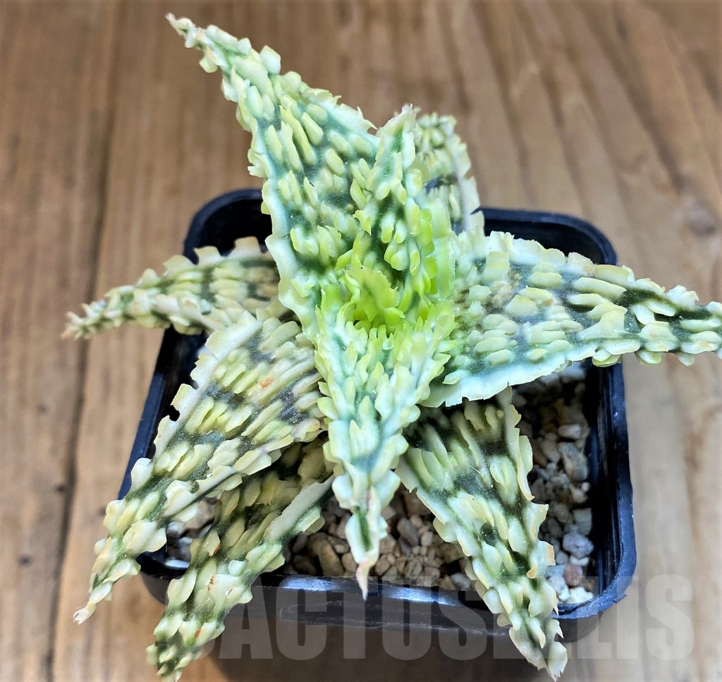 SH14211 Aloe TCT hybrid - immagine 2