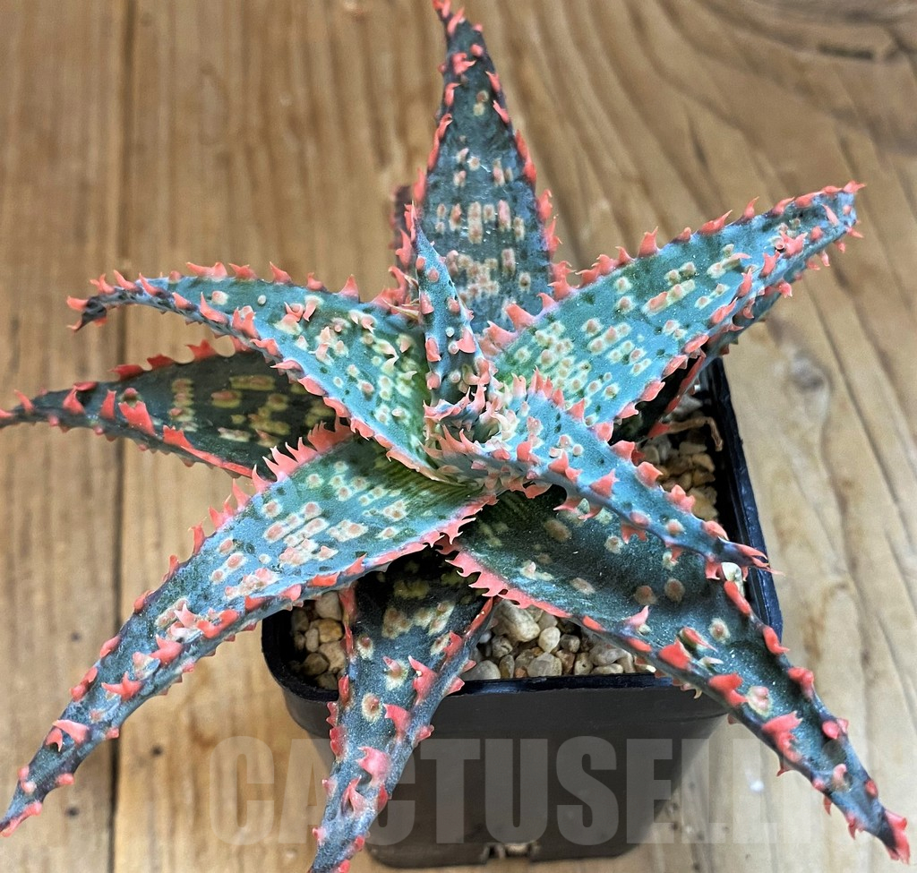 SH14216 Aloe TCT hybrid - Image 2