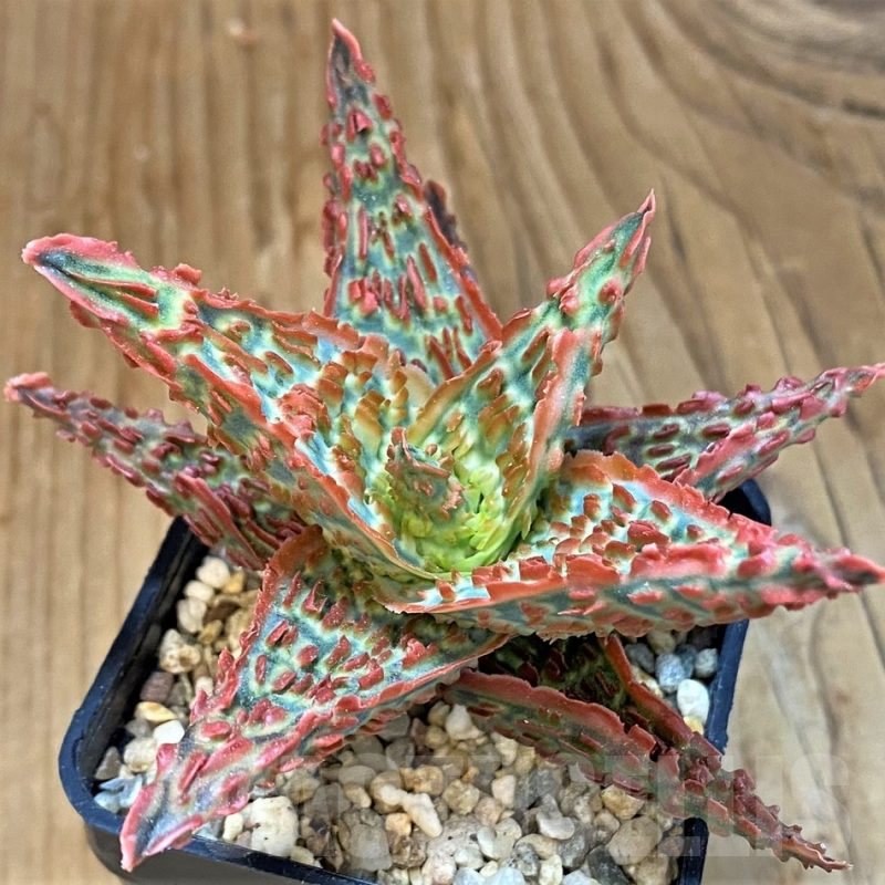 SH14217 Aloe TCT hybrid
