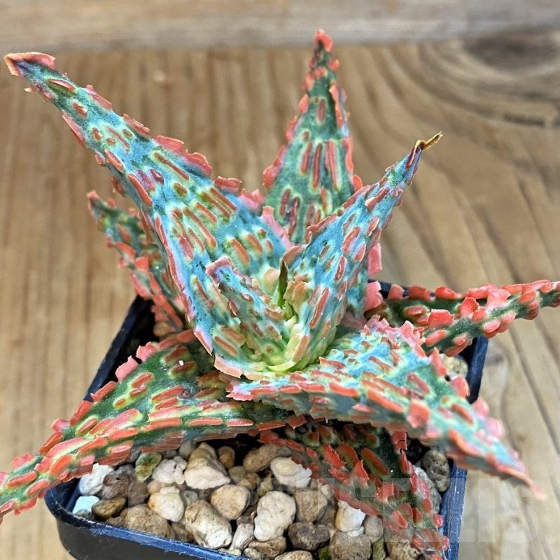 SH14220 Aloe TCT hybrid