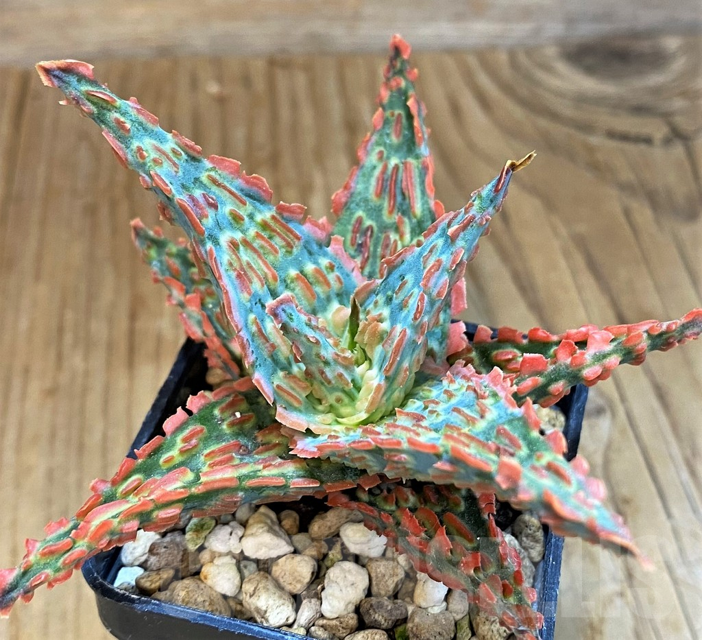 SH14220 Aloe TCT hybrid