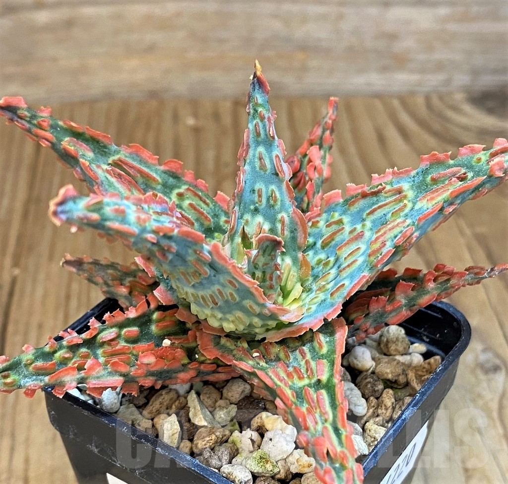 SH14220 Aloe TCT hybrid - Image 2