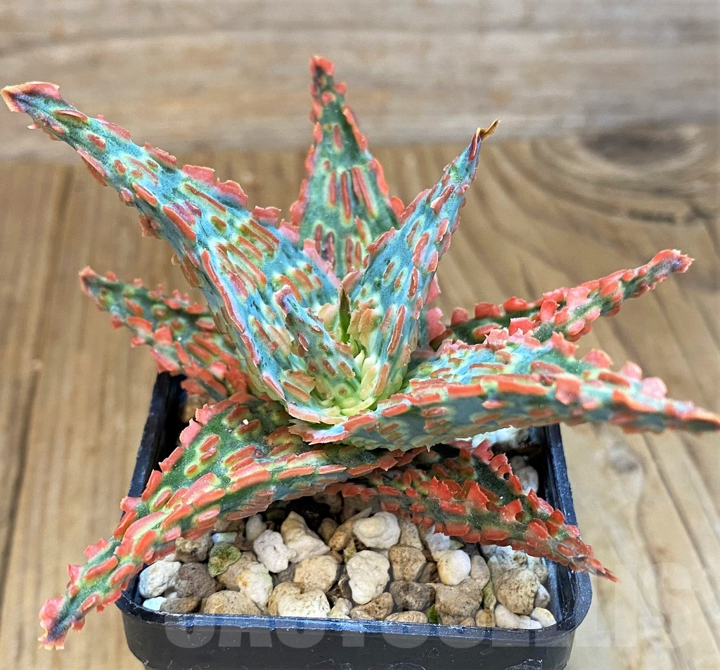 SH14220 Aloe TCT hybrid - Image 3