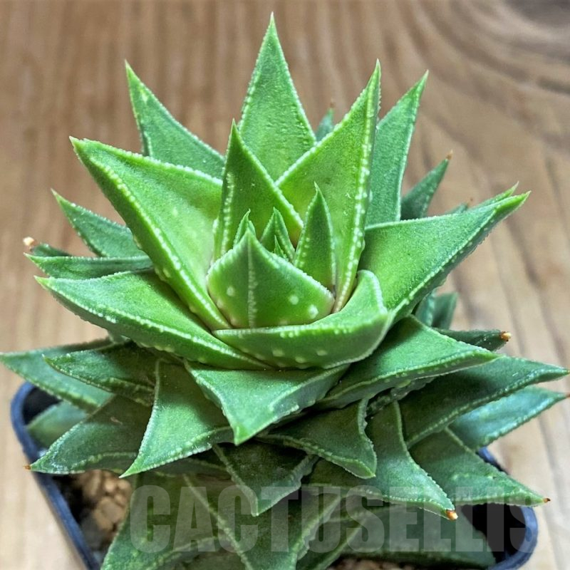 SH14262 Astroloba foliolosa x Haworthia pumila